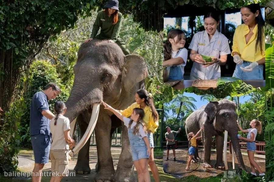 Elephant Wellness Walk + Wash & Bathe Tour Bali 1