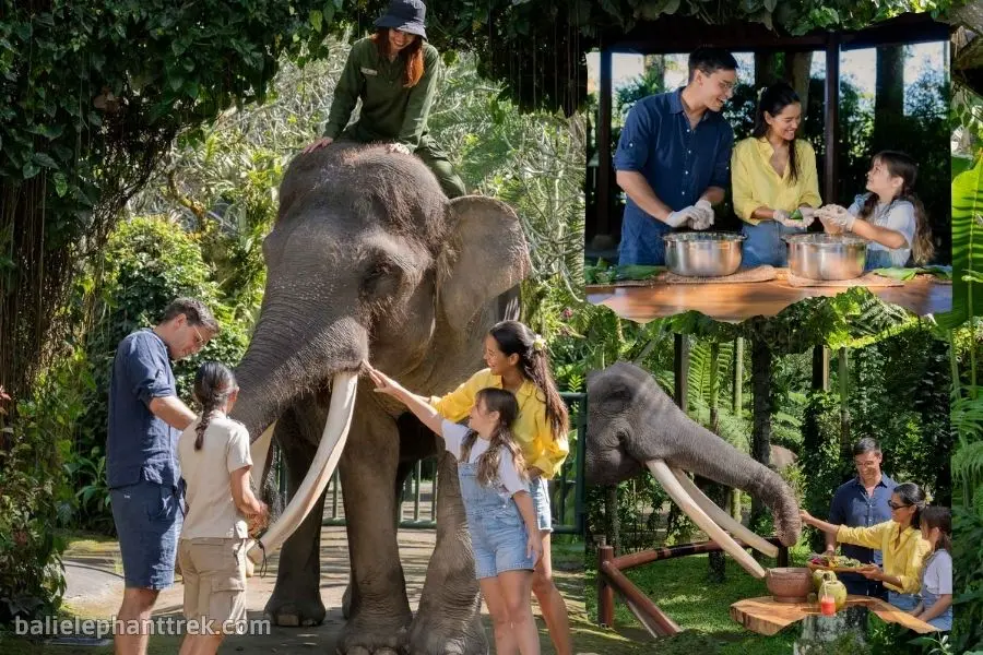 Elephant Wellness Walk + Picnic Tour Bali 1