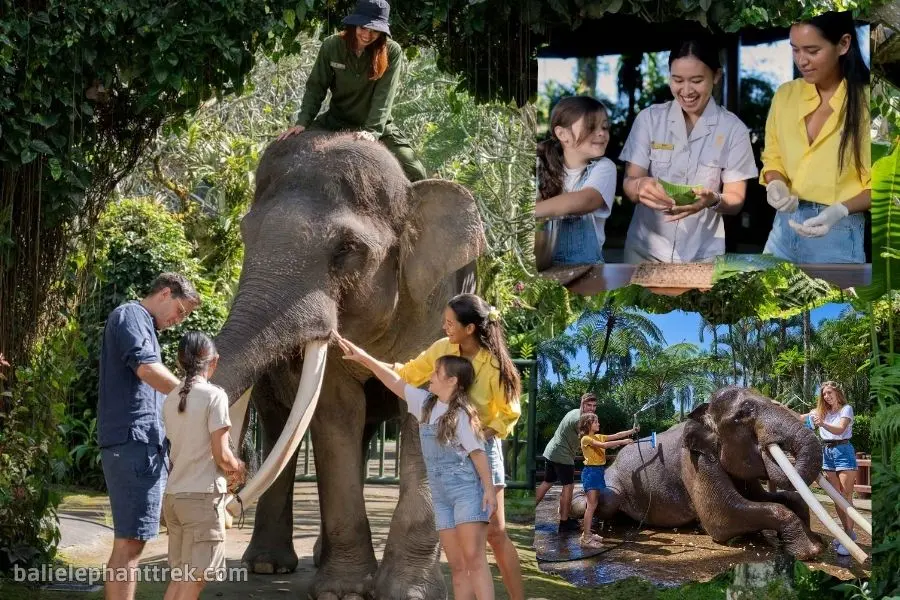 Elephant Wellness Walk + Jumbo Wash Tour Bali 1