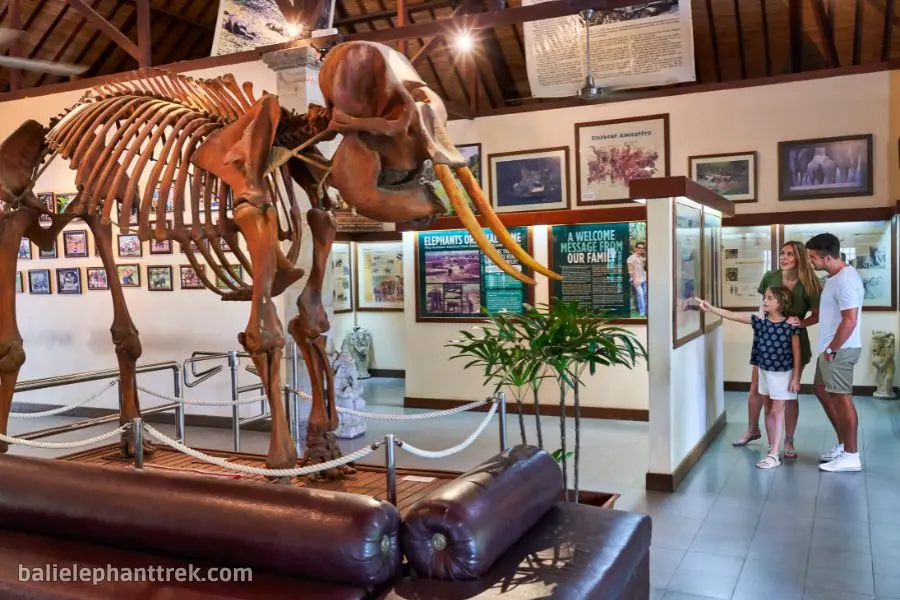 Elephant Wellness Walk Tour Bali 10