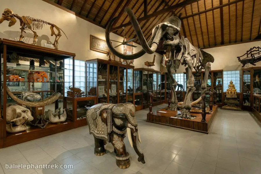 Elephant Wellness Walk Tour Bali 11