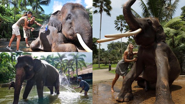 Bali Elephant Tour 9