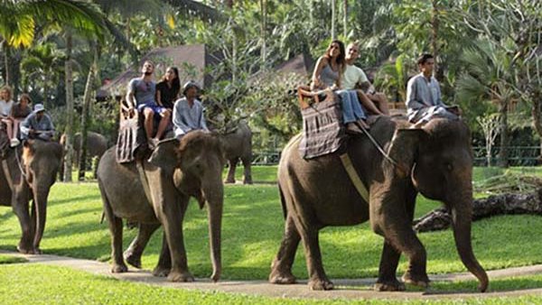 Bali Elephant Tour 7
