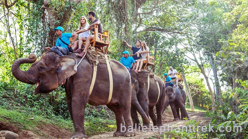 Enjoy Elephant Experience Bali 2