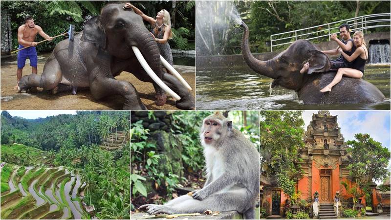 Bathing elephant ubud center tour