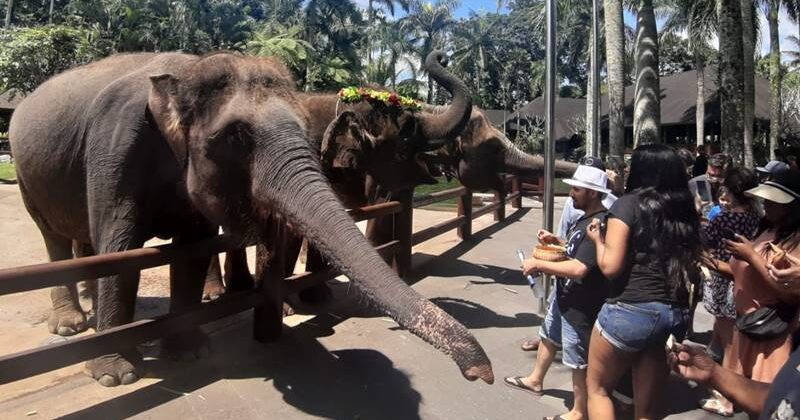 FEEDING THE ELEPHANT