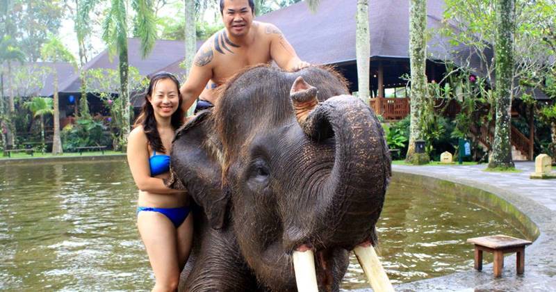 bathing elephant 3