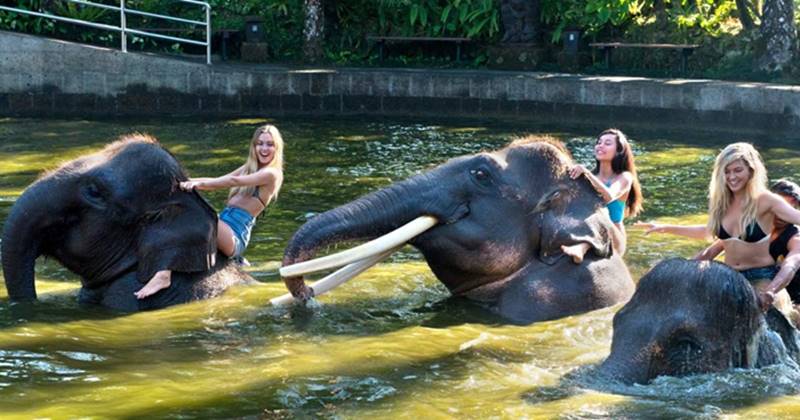 bathing elephant 4