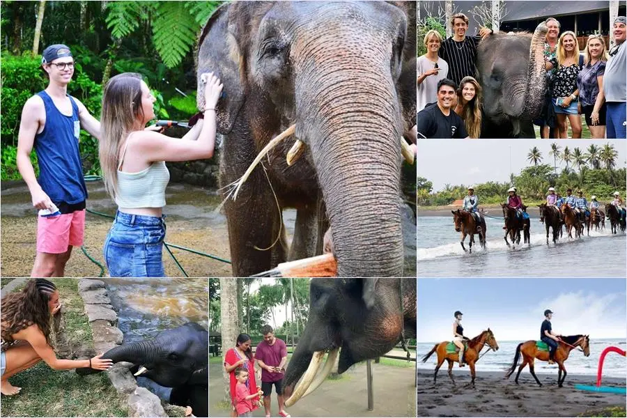 Bali Bathing Elephant Combination Super Deals Tour 4