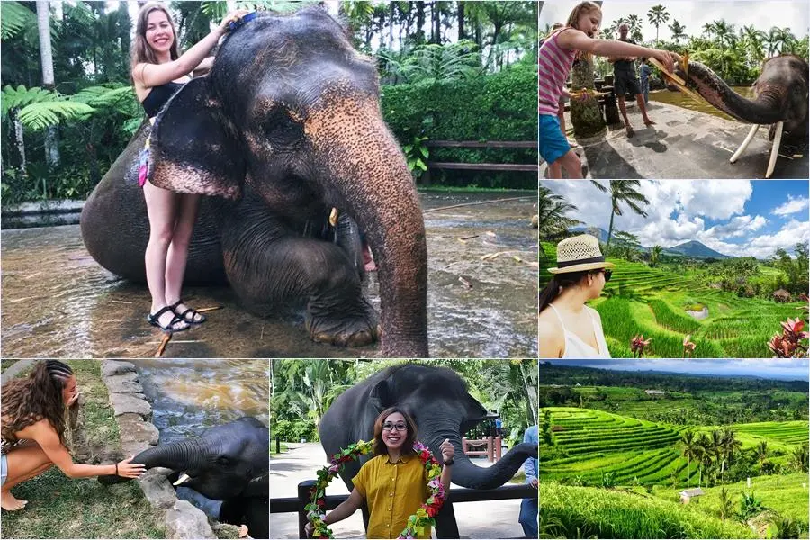 Bali Bathing Elephant Combination Super Deals Tour 17