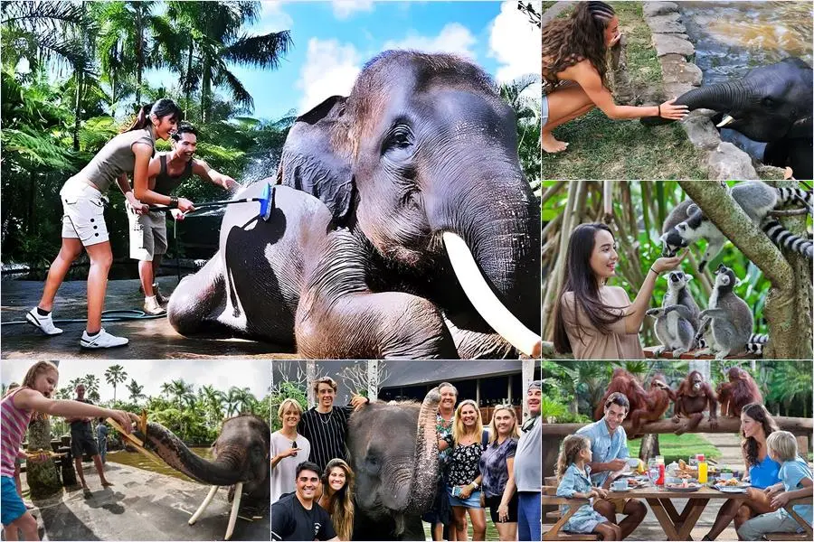 Bali Bathing Elephant Combination Super Deals Tour 22