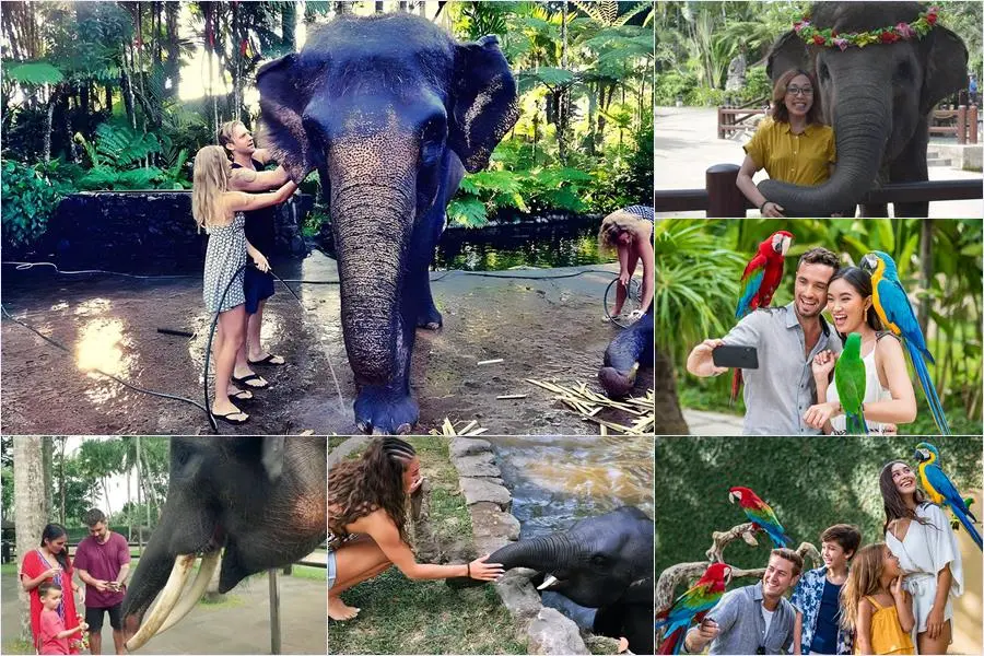 Bali Bathing Elephant Combination Super Deals Tour 23