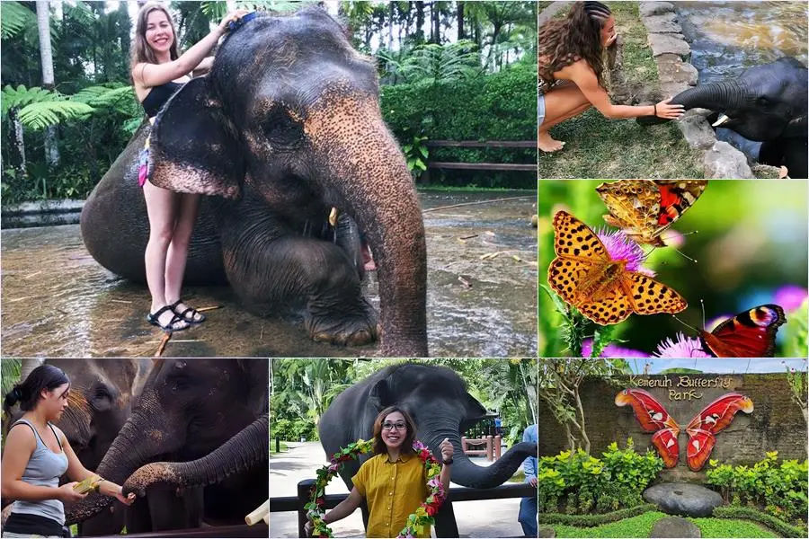 Bali Bathing Elephant Combination Super Deals Tour 25