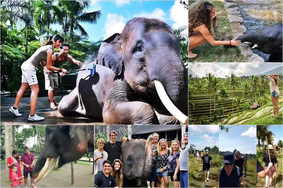 Bali Bathing Elephant Combination Super Deals Tour 30