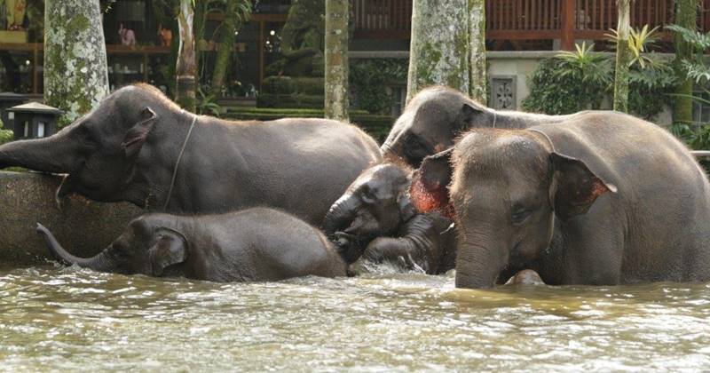 Bathing Elephant + ATV Bali Tour 5