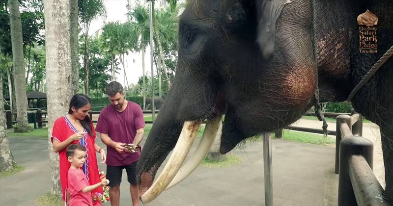 Hand Washing The Elephant + Swing Ubud Tour 5