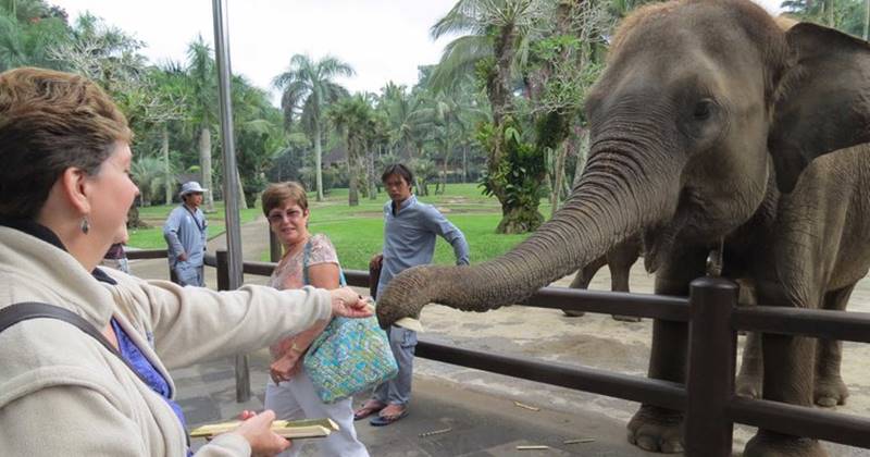 Bathing Elephant + Arts Village Tour 6
