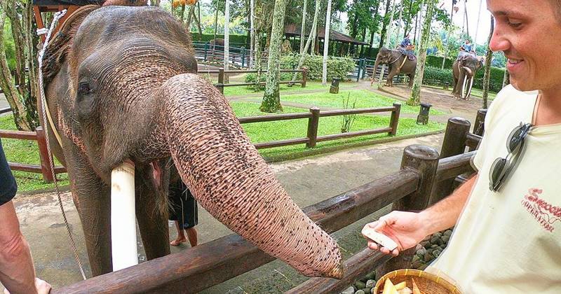 Hand Washing The Elephant + Ubud Center Tour 5