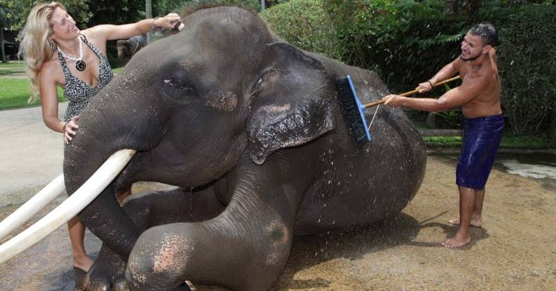 Afternoon Mason Bathing Elephant 7