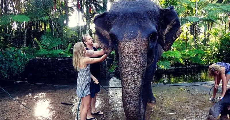 Afternoon Mason Bathing Elephant 5