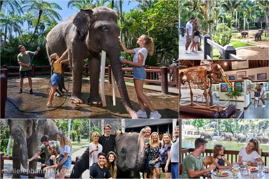 Jumbo Wash The Elephants 1