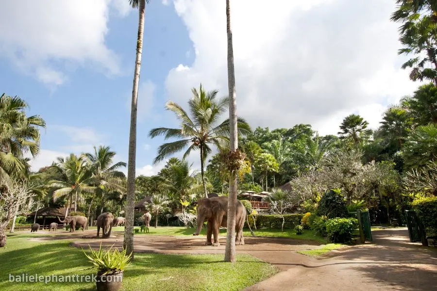Elephant Wellness Walk Tour Bali 4