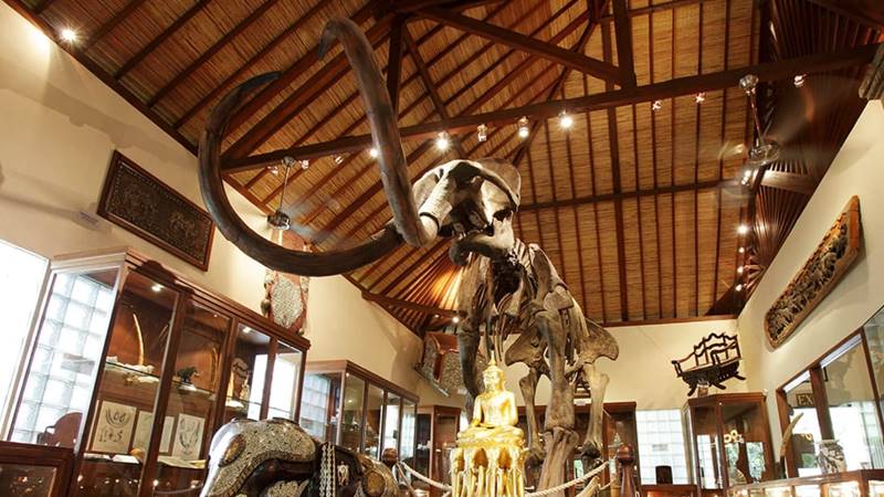 museum elephant Unveiling Mason Elephant Park: World-Class Facilities in Taro, Bali 5