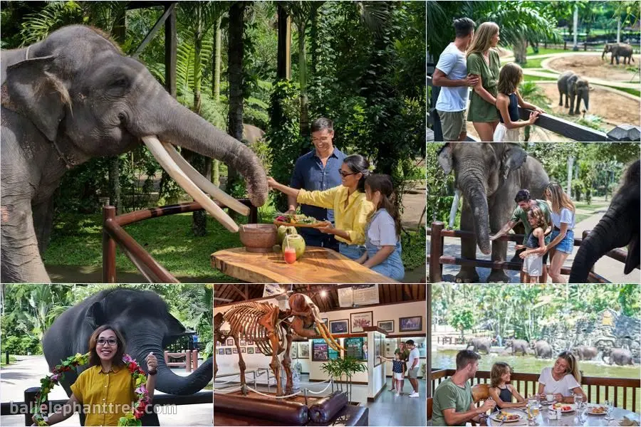 Picnic with an Elephant Tour Bali 1
