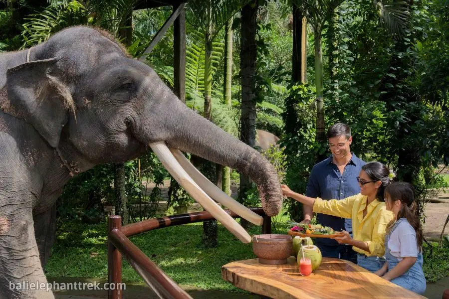 Elephant Wellness Walk + Picnic Tour Bali 8