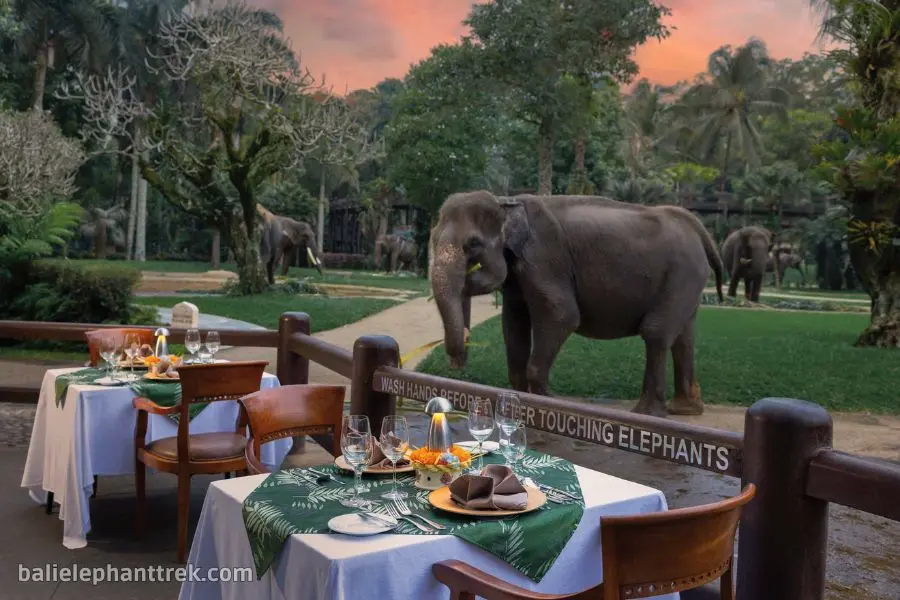 Bali Cycling & Sunset Elephant Tour 9