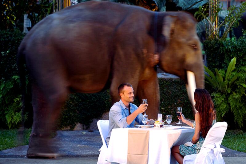 Sunset Elephant Tour with Dinner 7