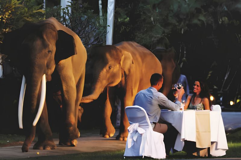 Sunset Elephant Tour with Dinner 8