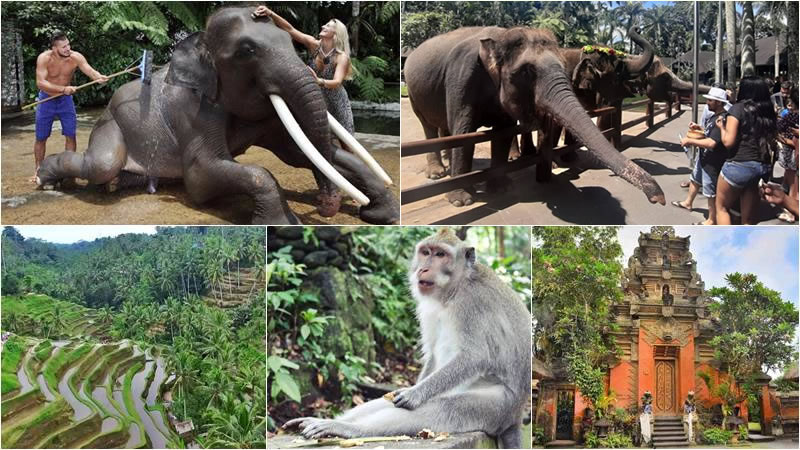 Hand Washing The Elephant + Ubud Center Tour 1